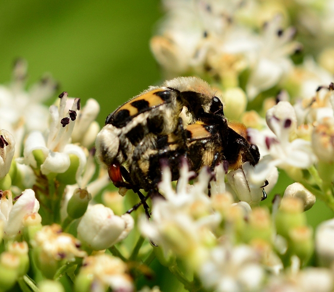 Coppia di Trichius sexualis, Cetoniidae